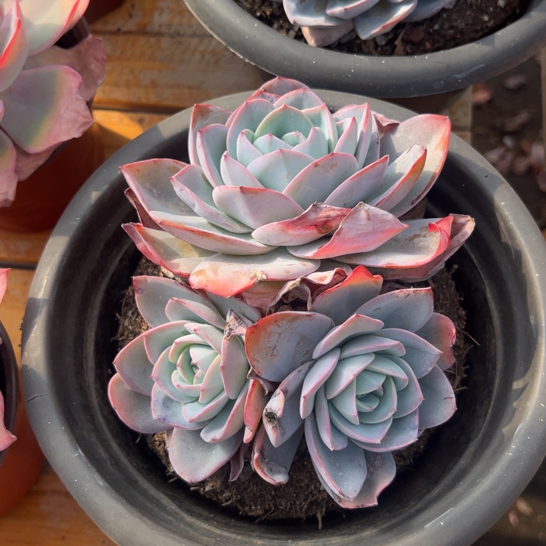 多肉群生布鲁蓝【满18包邮】