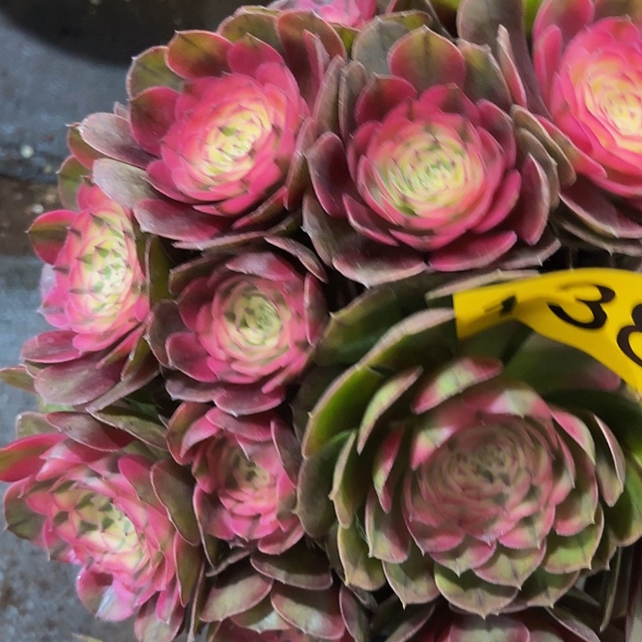 多肉植物荔枝138