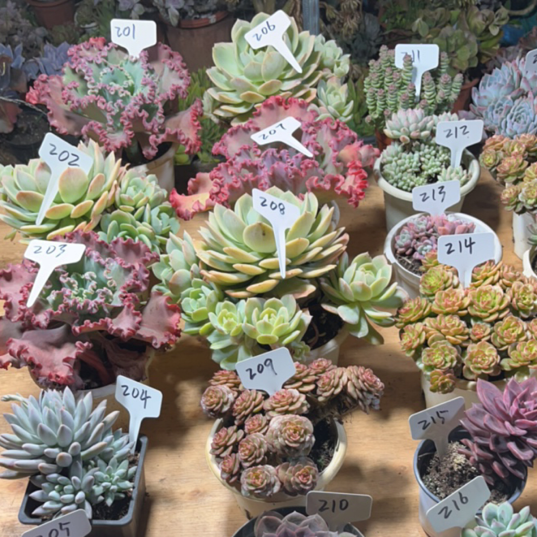 发仔一物一拍201—279