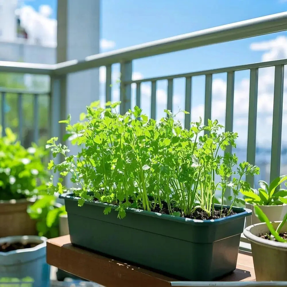 {苗圃发货对版芹菜苗】皇后大西芹四季小香芹阳台盆栽小院种植