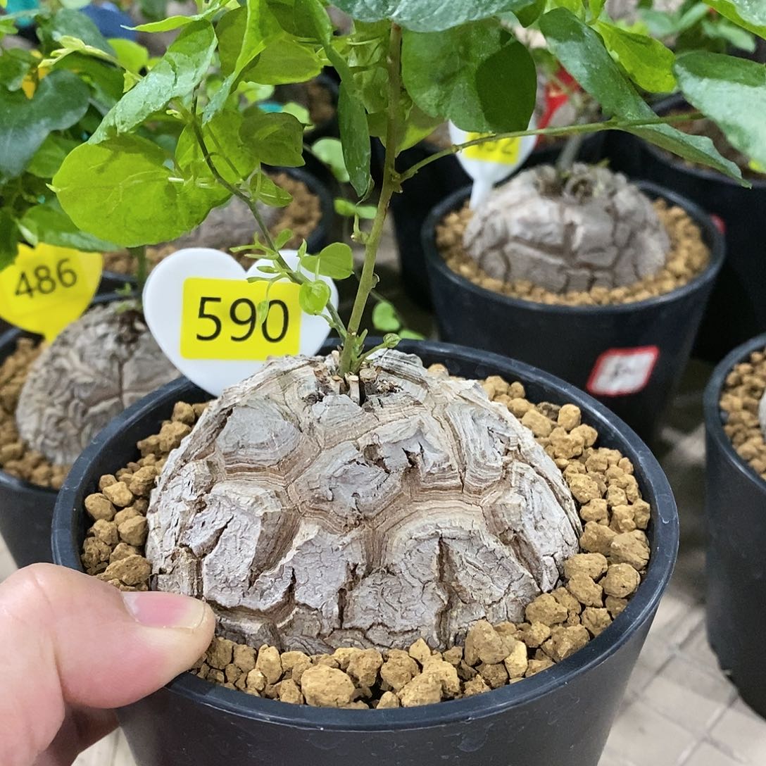 南非龟甲龙龟甲龙