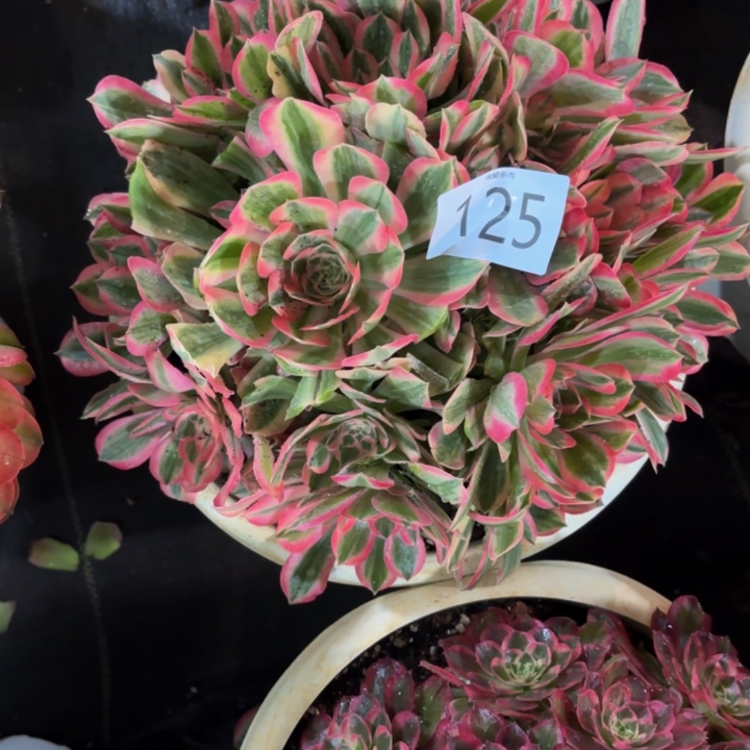 哈哈多肉葡萄j福利来125