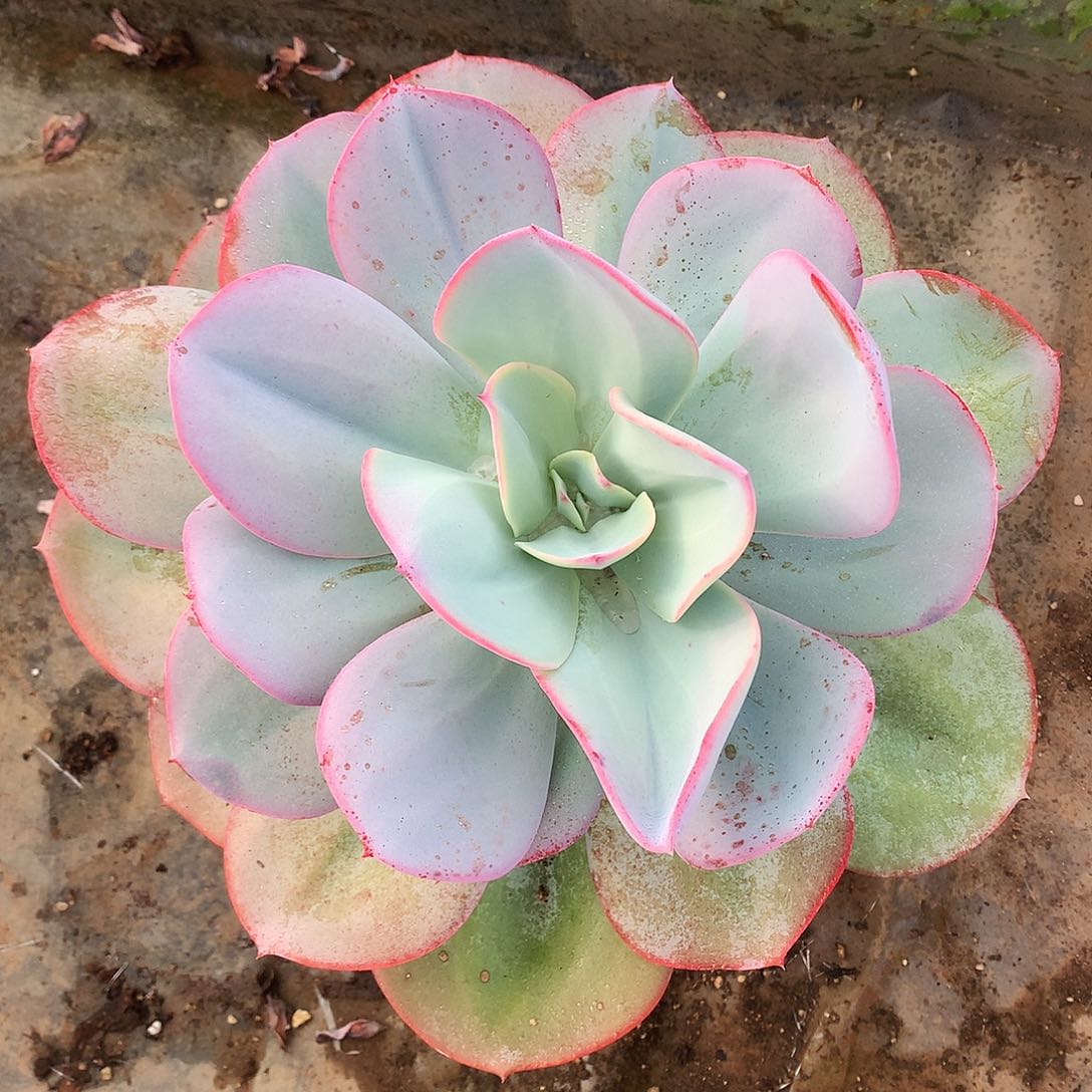 布鲁克林的蓝一物一拍10-28