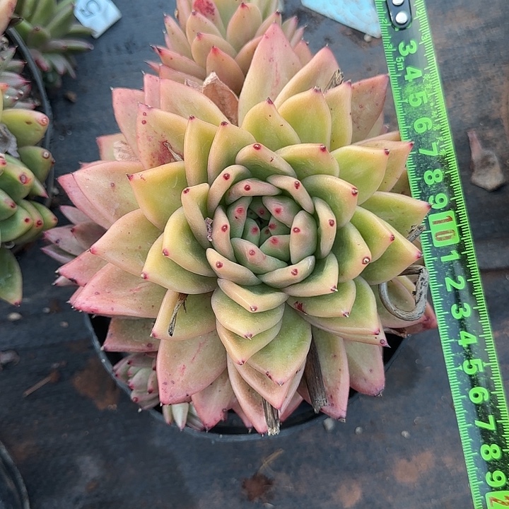 凸起133 多肉植物一物一拍