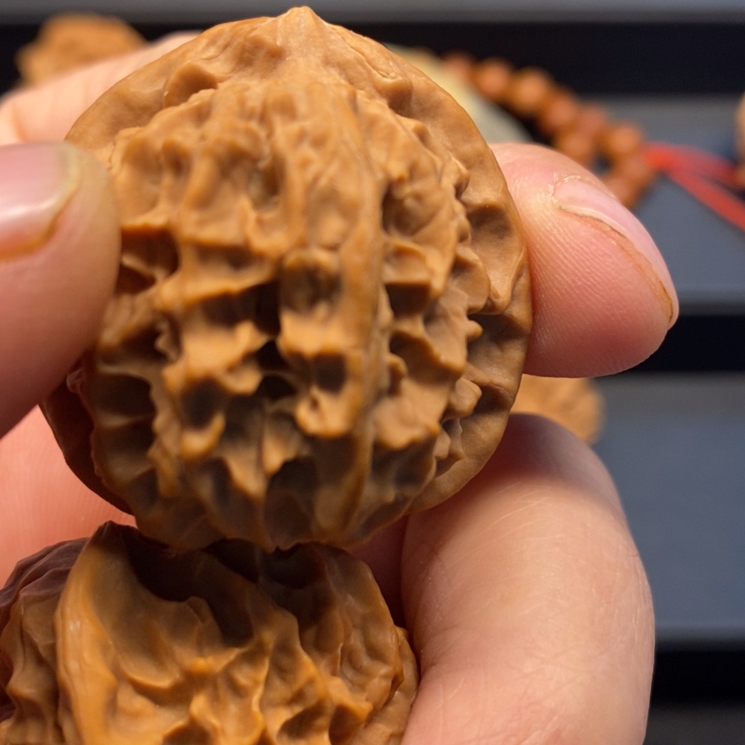 别***觉秦岭森林中发现两条蛇