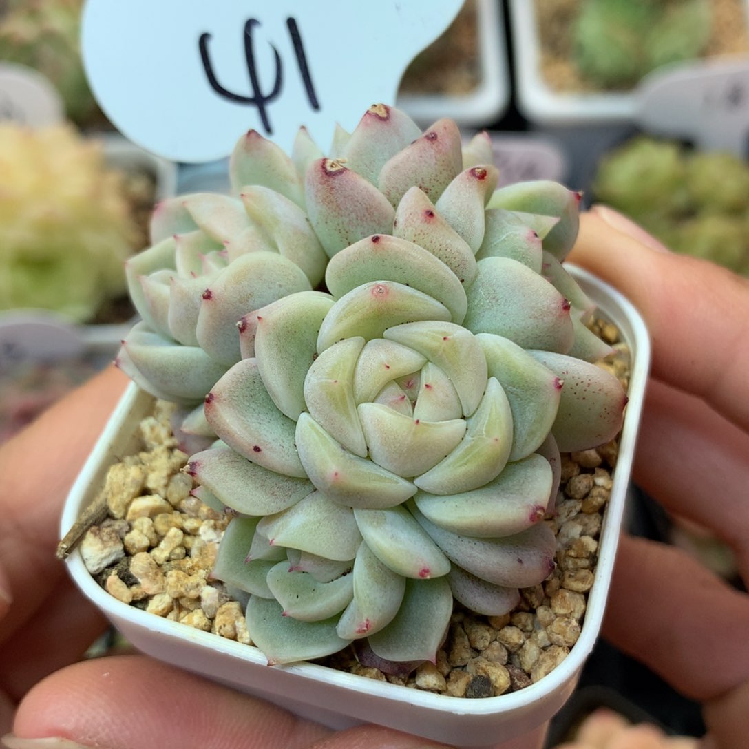 甜心D5头自然群41