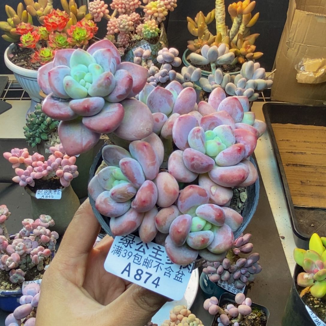 874樱花洛神多肉8c m