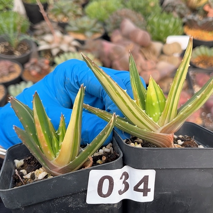 034 芦荟锦 带盆土