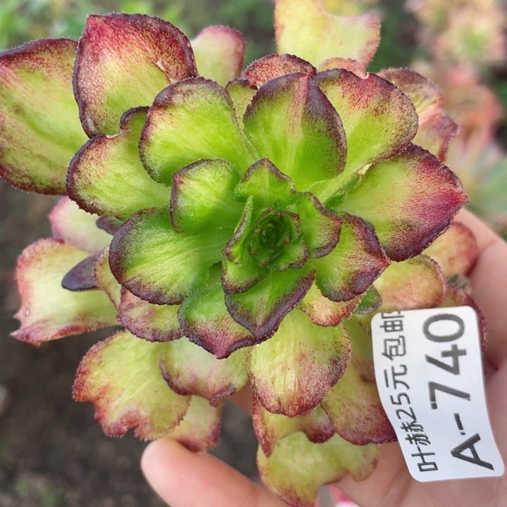 740海七彩砍头12345678