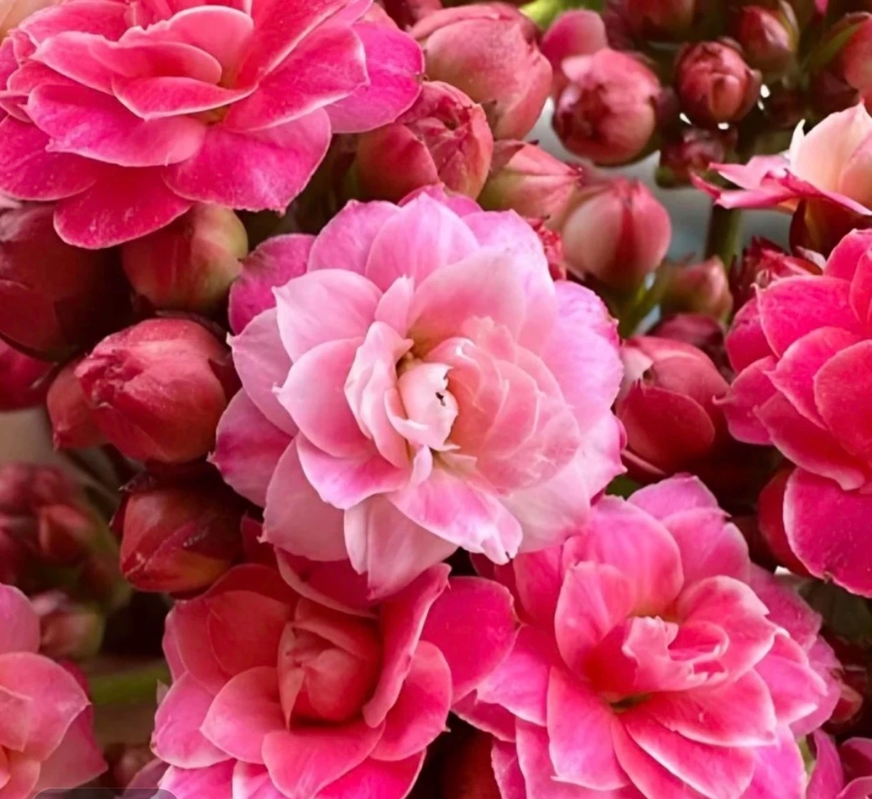 长寿花（苹果花）130盆 重瓣超大花品种