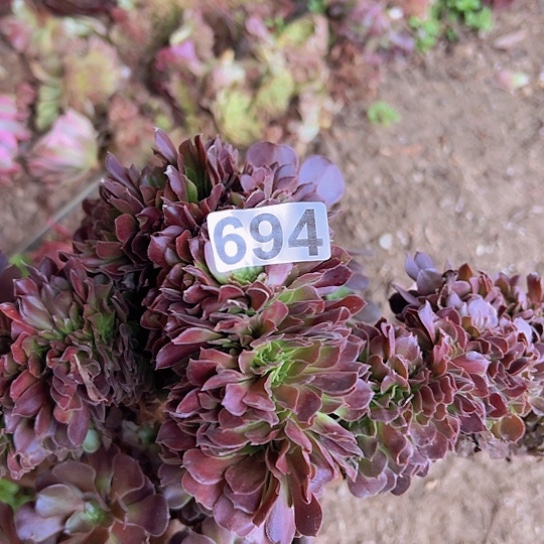 用***7多肉植物一个欧子