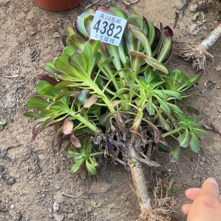 爱马仕中斑多肉植物法师4382