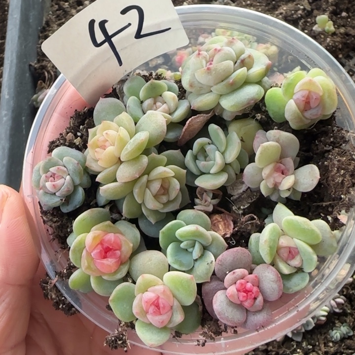 42绝绝子多肉一盆