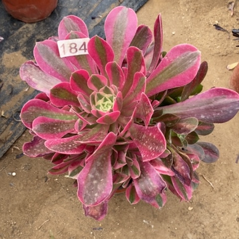 粉女巫变异一物一拍