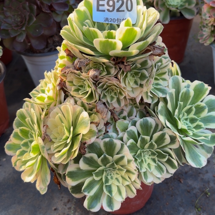 瑞妈多肉植物，920