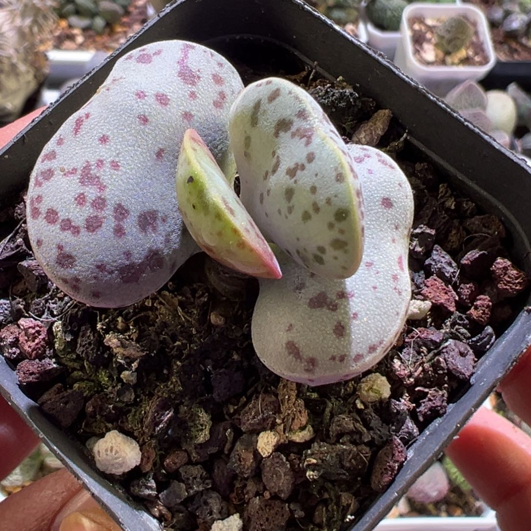 单头桩花蛋水泡多肉植物水泡