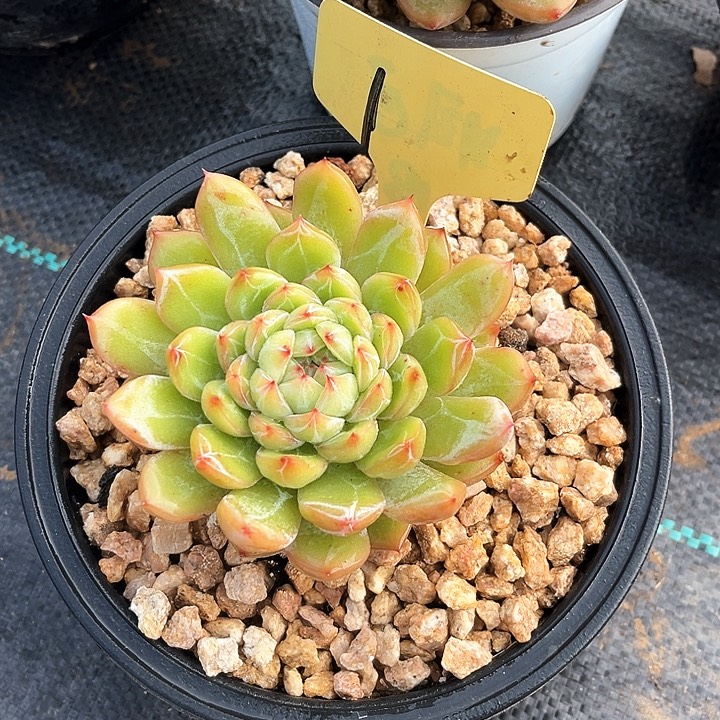否花珍妮1号码牌子的话