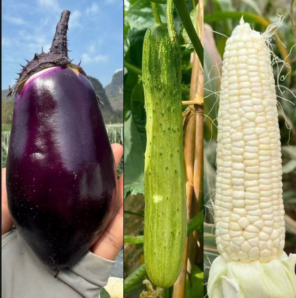 （紫罐茄+黄瓜+白糯玉米）拼装 贵州现摘现发