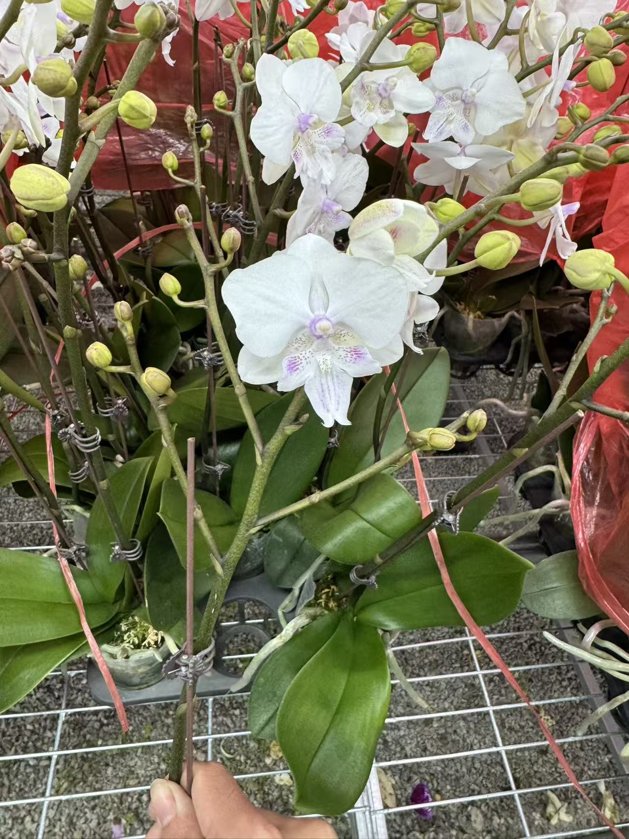 花之恋【圣女】蝴蝶兰鲜花