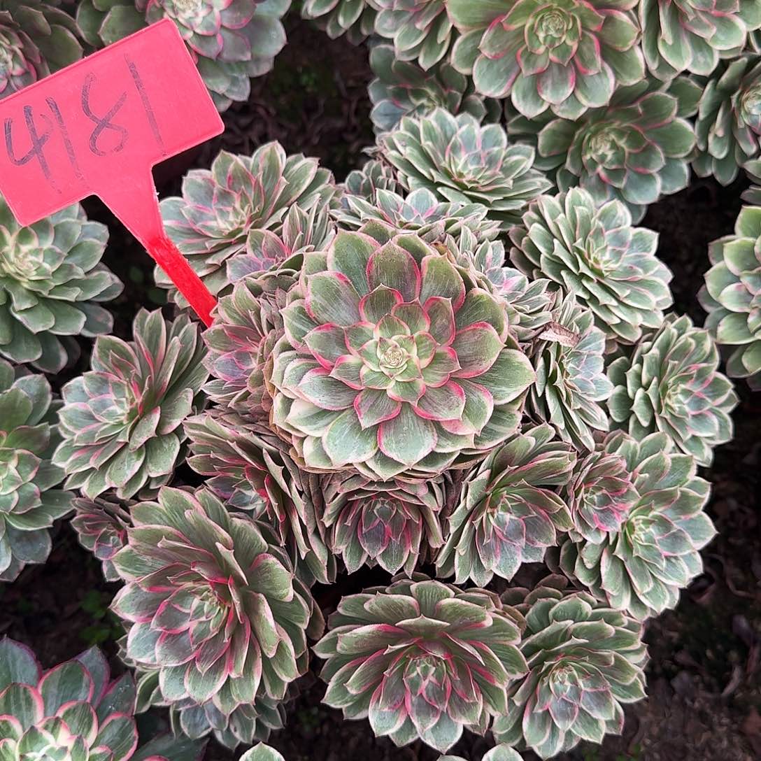 4181莲花座多肉法师