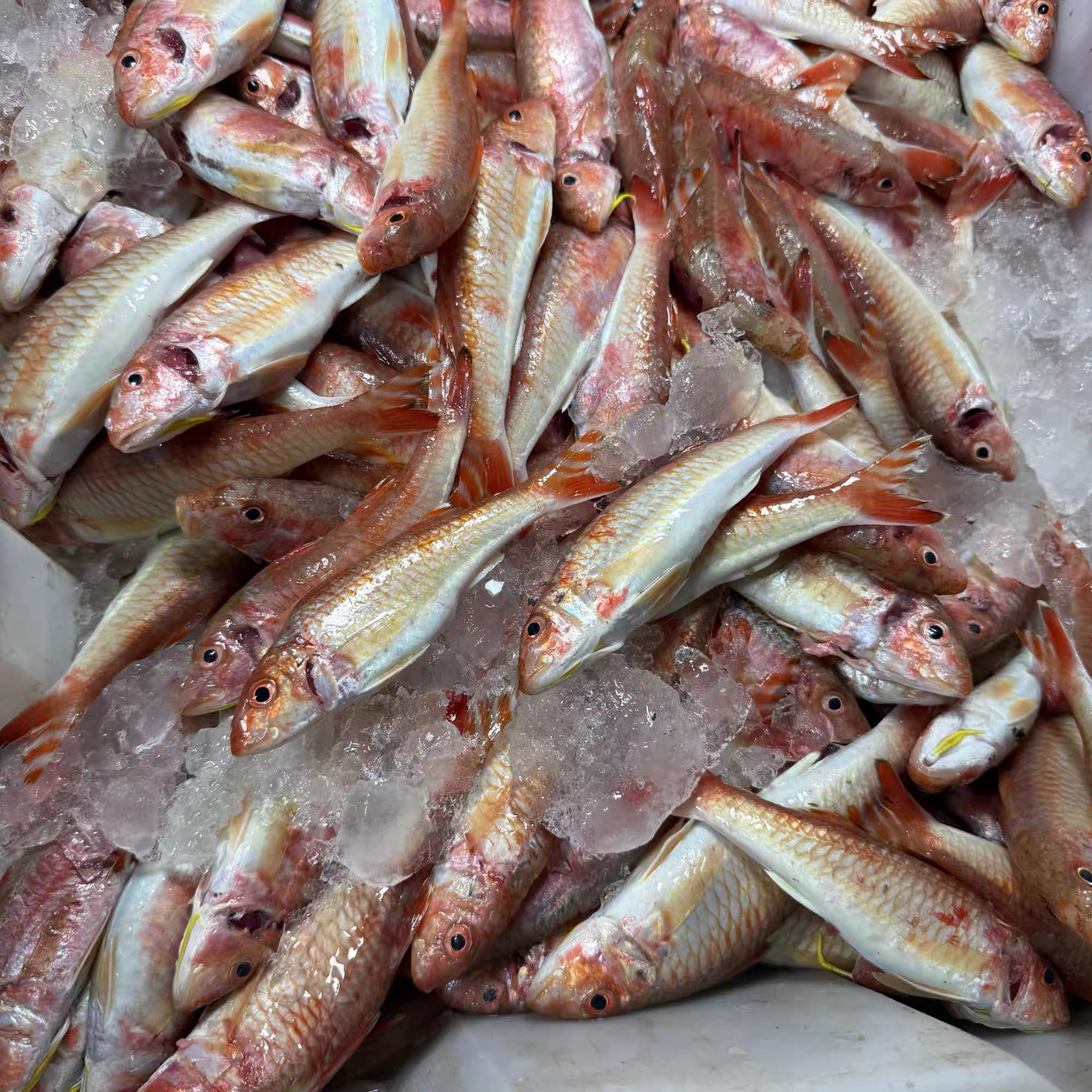 潮汕正红鱼无鳞正红鱼真空保鲜速冻冰冻海鱼一包18-20条不帮