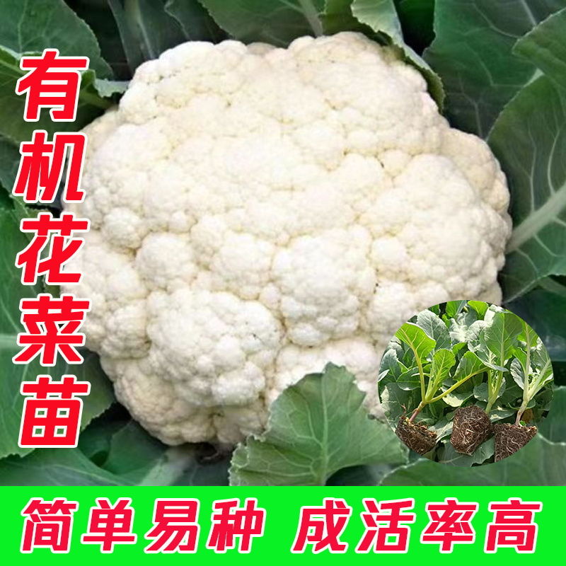 正宗有机花菜秧苗白色散花青梗松花菜苗苗阳台盆栽庭院耐热菜花秧