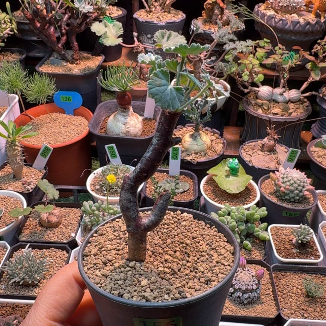 一***官枝干洋葵156 仙人球