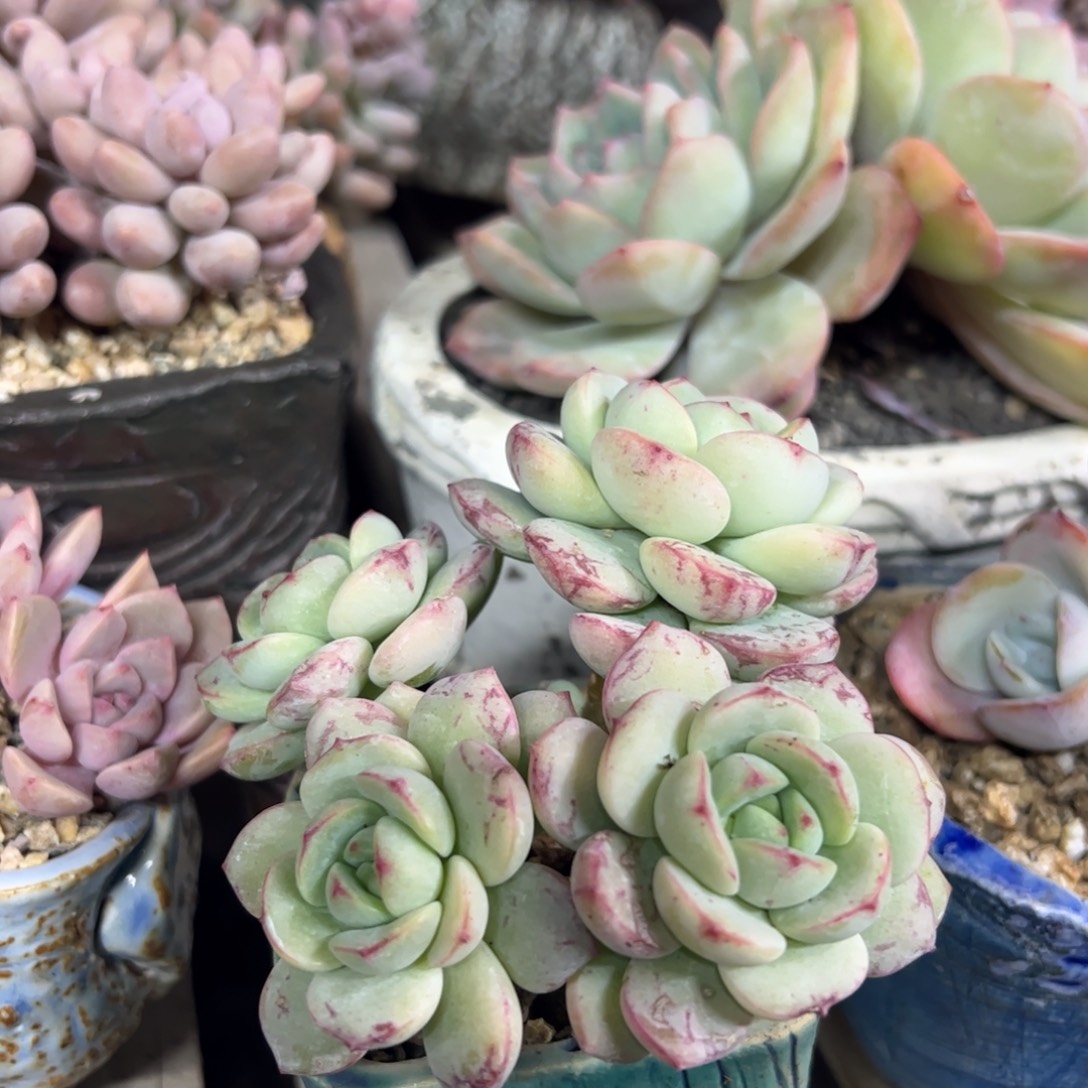 香草群生多肉植物