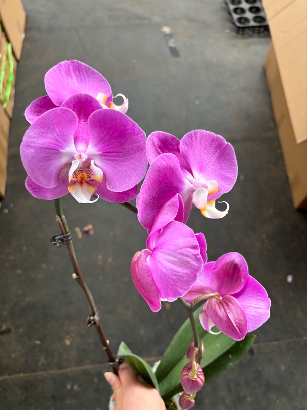 蝴蝶兰———(粉红八爪鱼)开花发货（全场两颗包邮只拍一颗发花后苗）