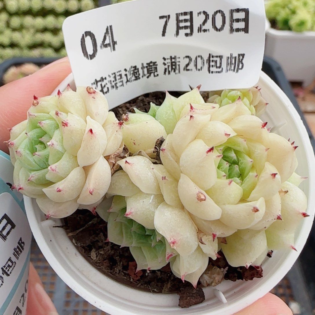 花语逸镜0720-04开播福利散