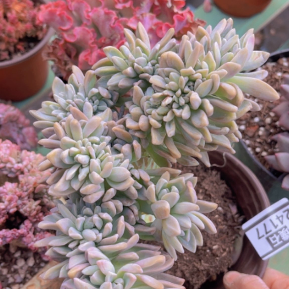 【闪购商品】淡雪缀24177