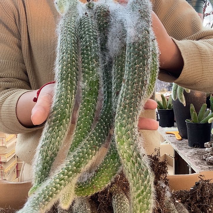 4号九尾狐5颗，脱土发货