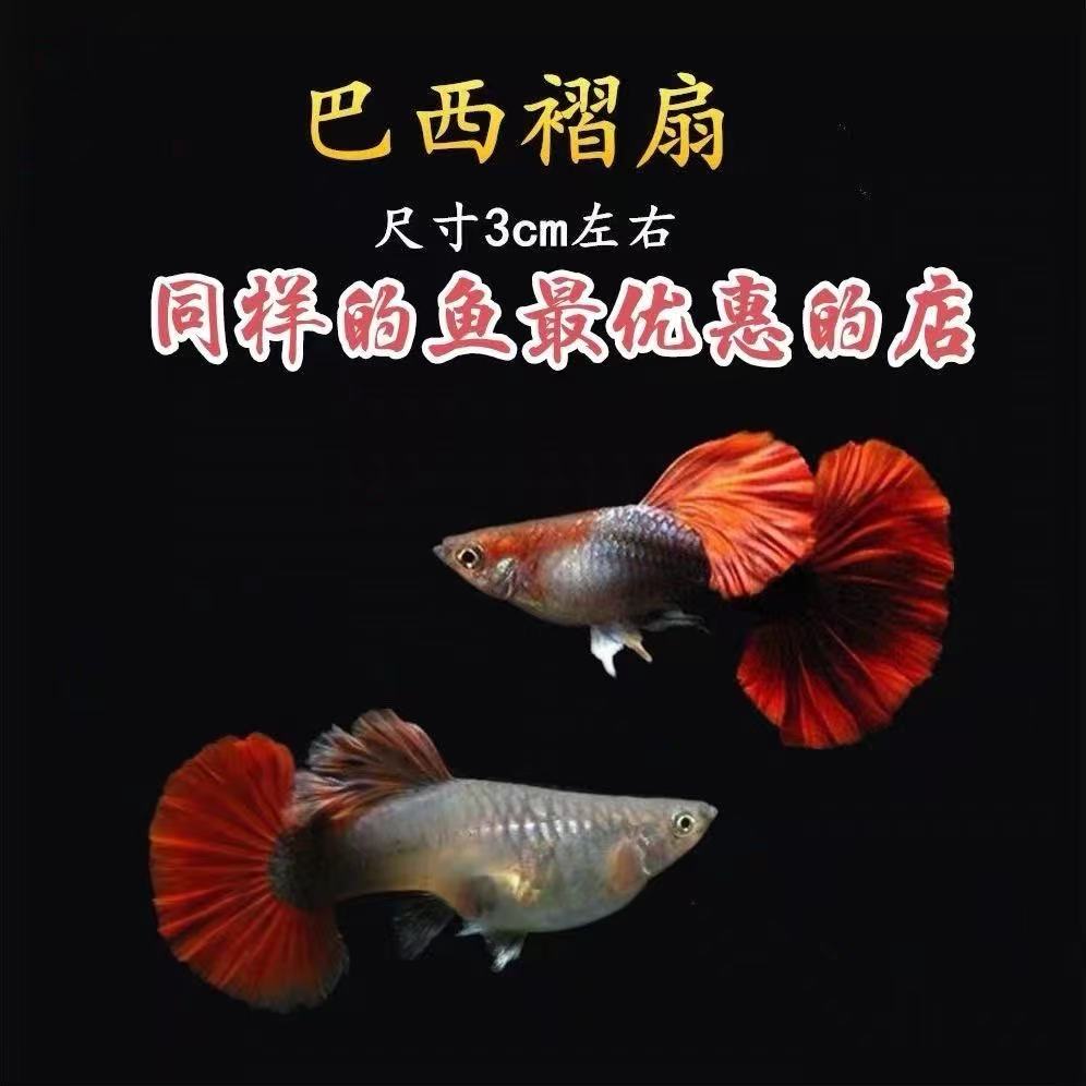 巴西红扇孔雀鱼种鱼可繁殖胎生鱼观赏鱼热带鱼