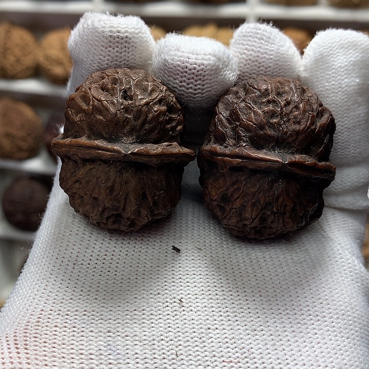 核桃35尺火焰灵姬13号