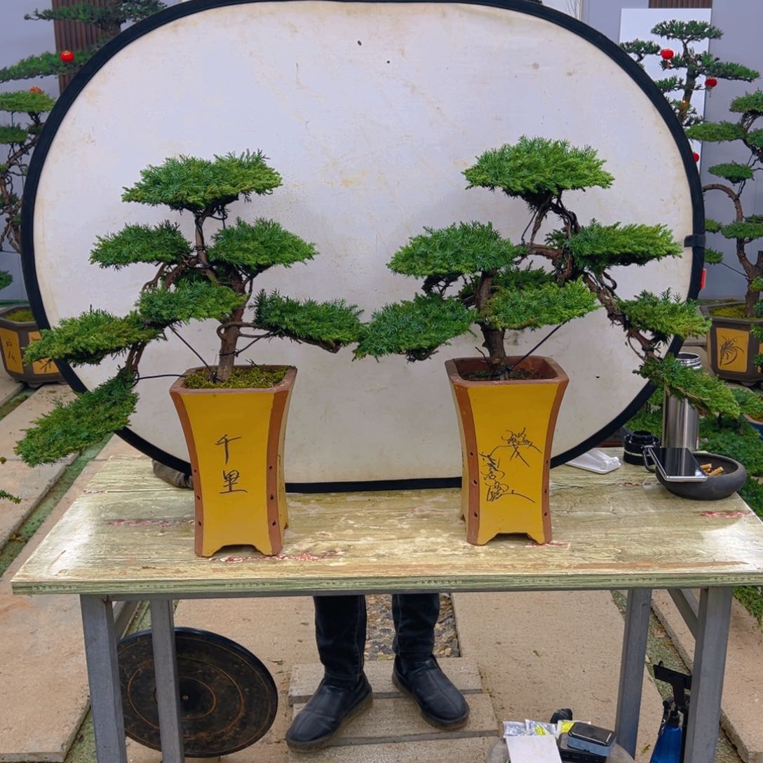 盆景龙爪松造型盆景