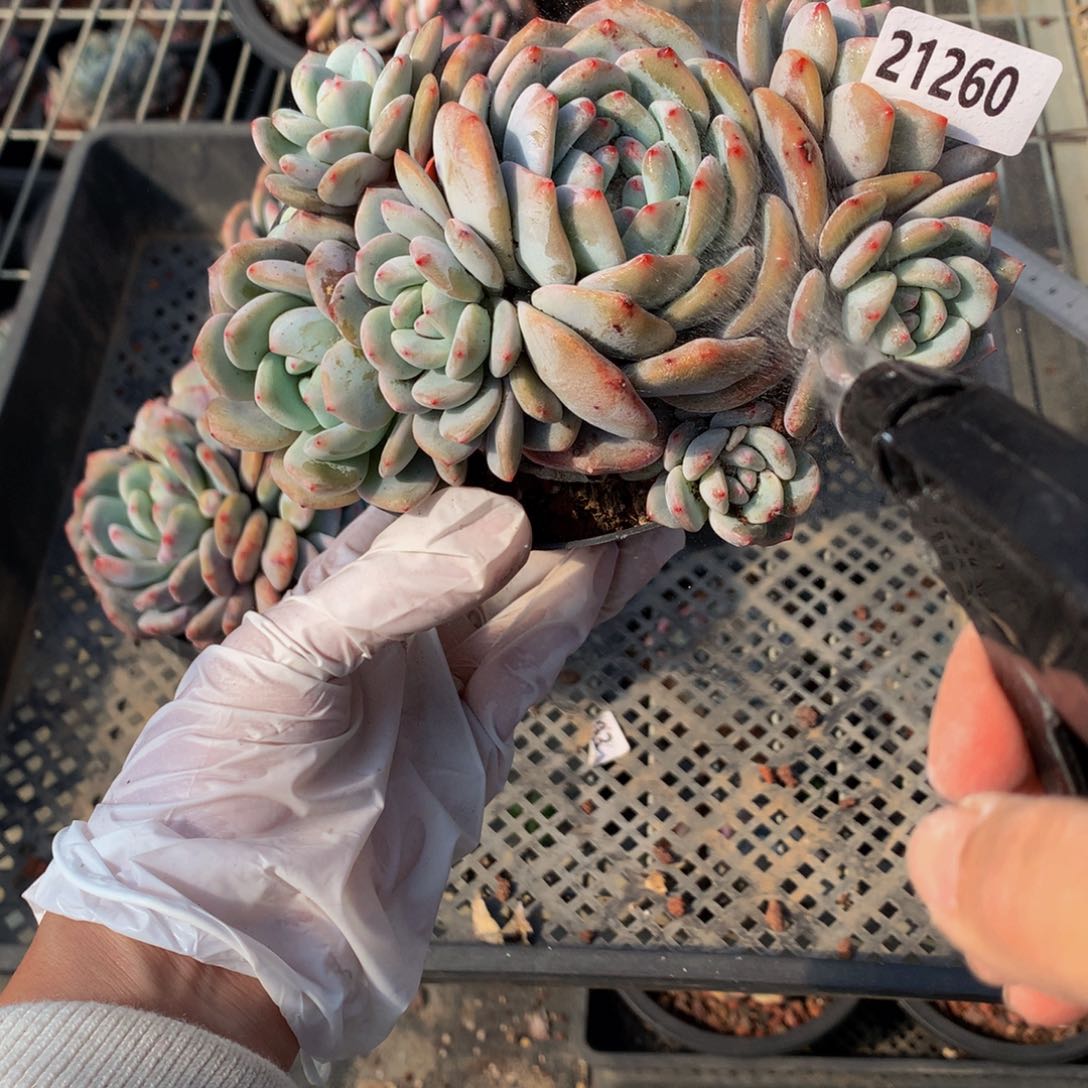 21260多头一个嗯嗯