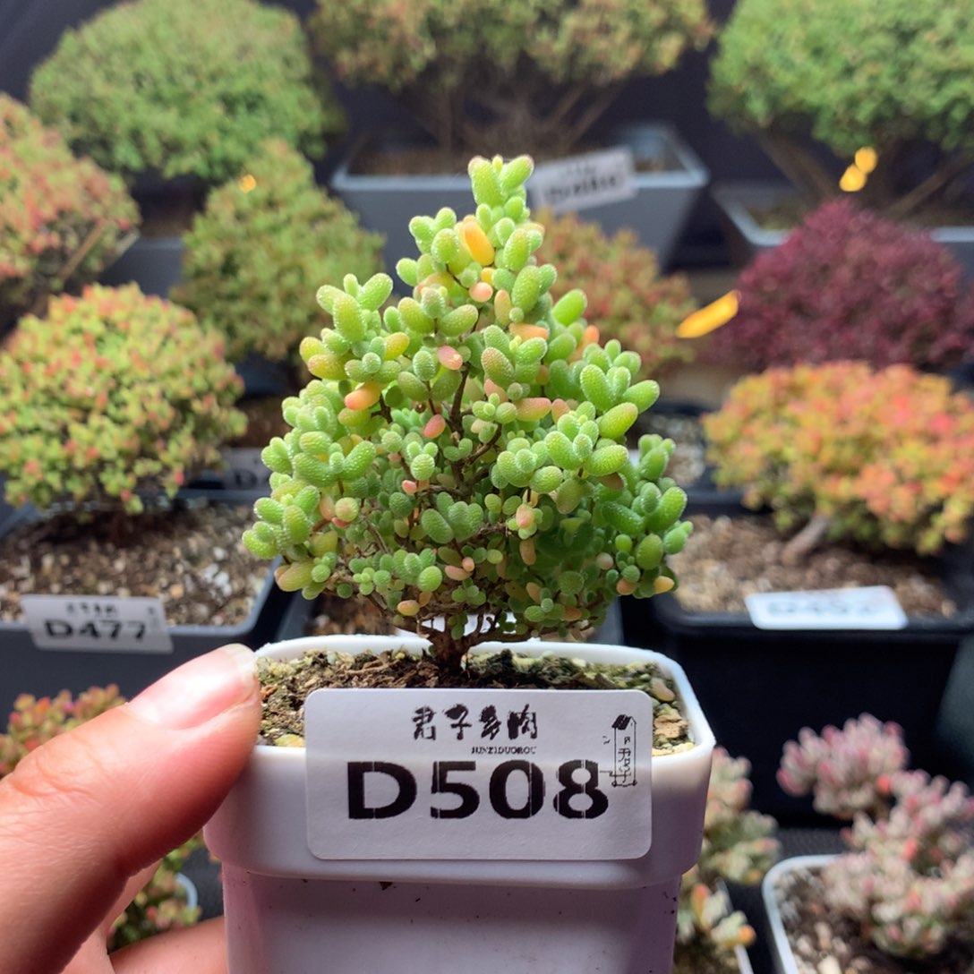 508蜜橘糖球             
