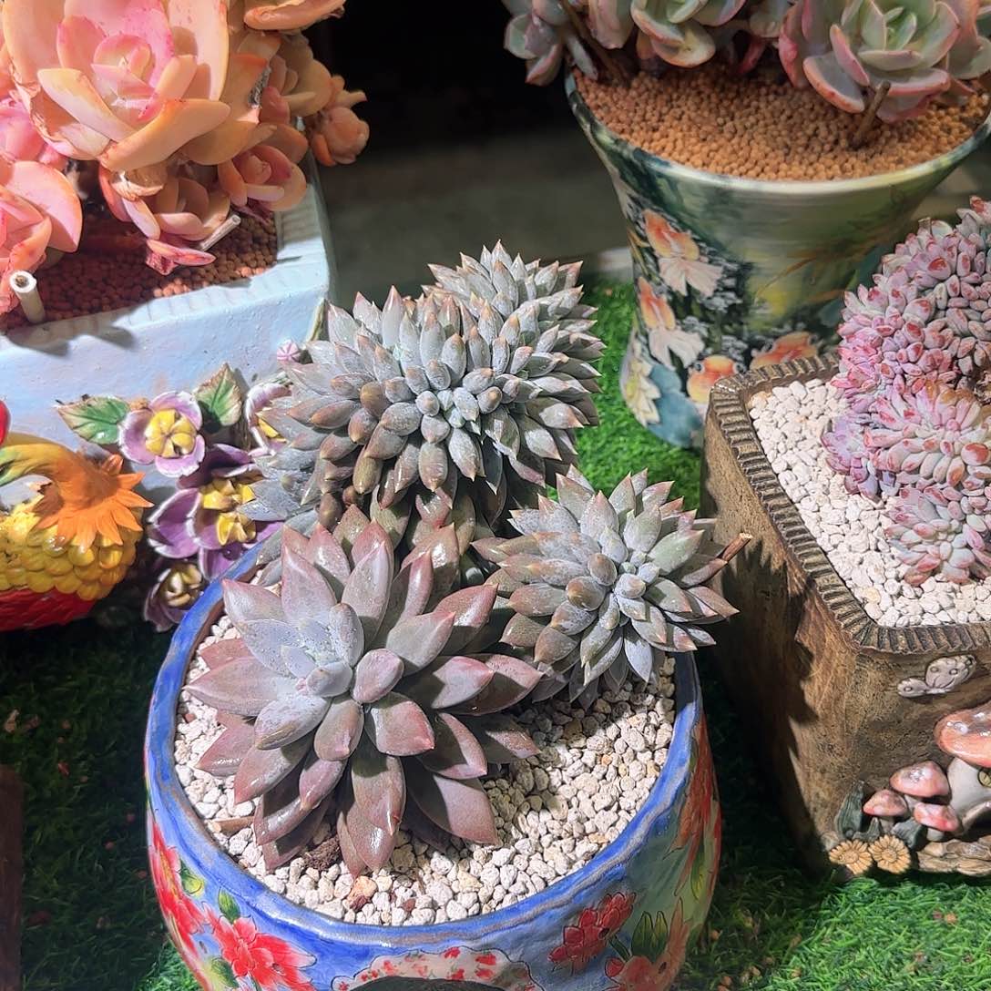 右*边多肉植物一物一拍