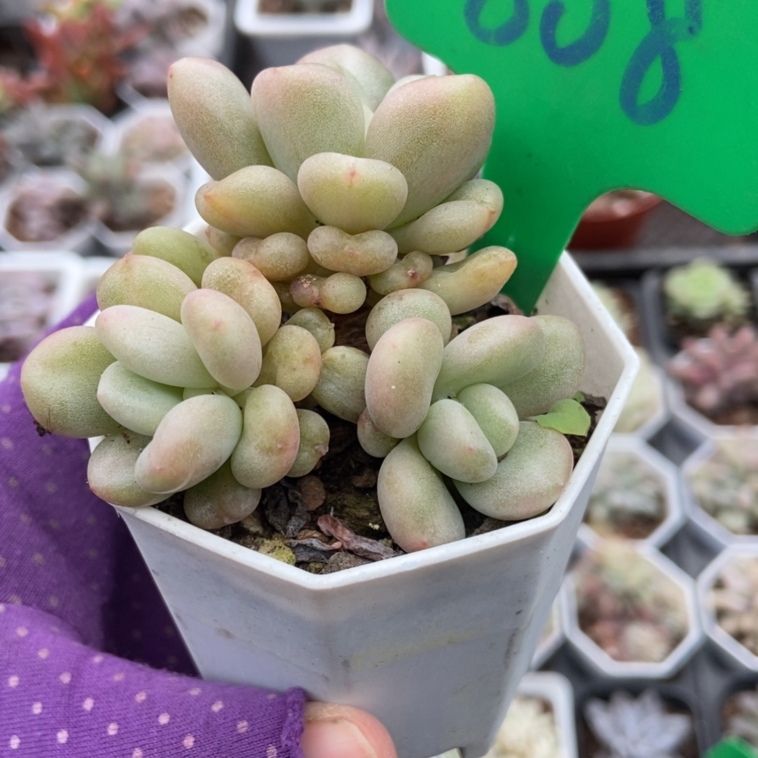 808比尔盖茨多肉植物