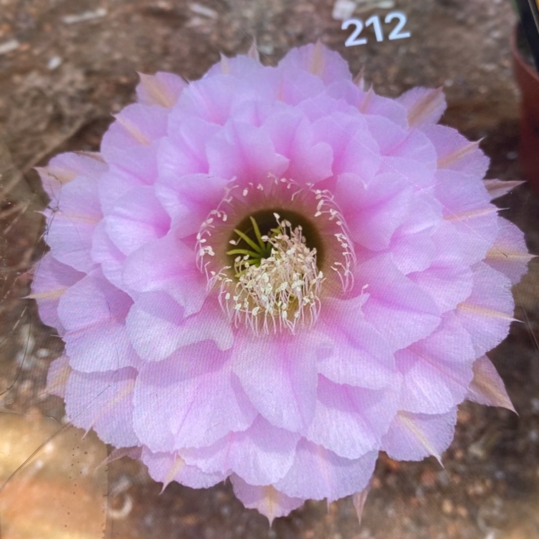 212自根7公分品种球