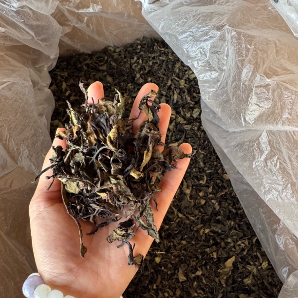 【紫芽白茶】永德大雪山古树紫芽白茶2024