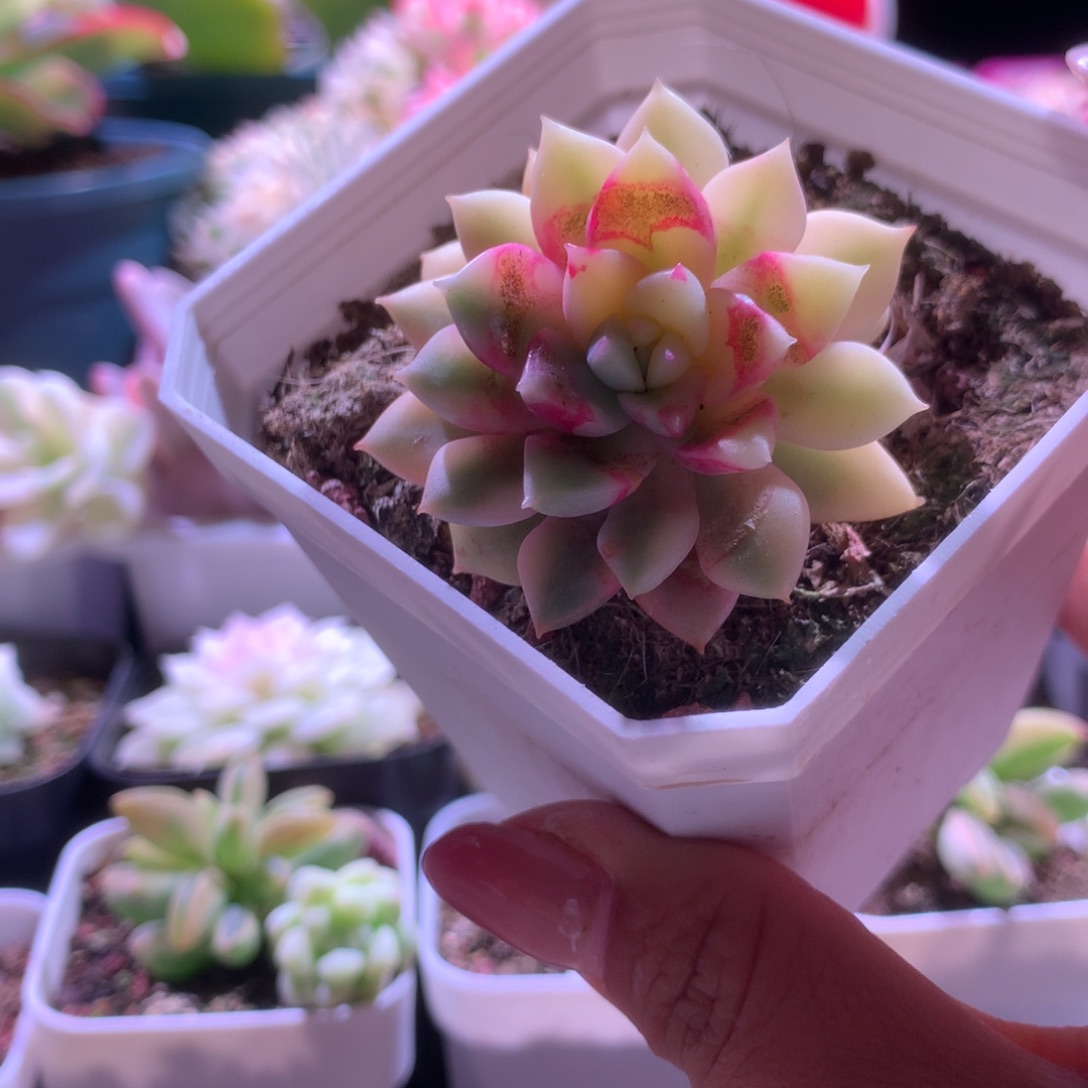 回声锦有根有根有根