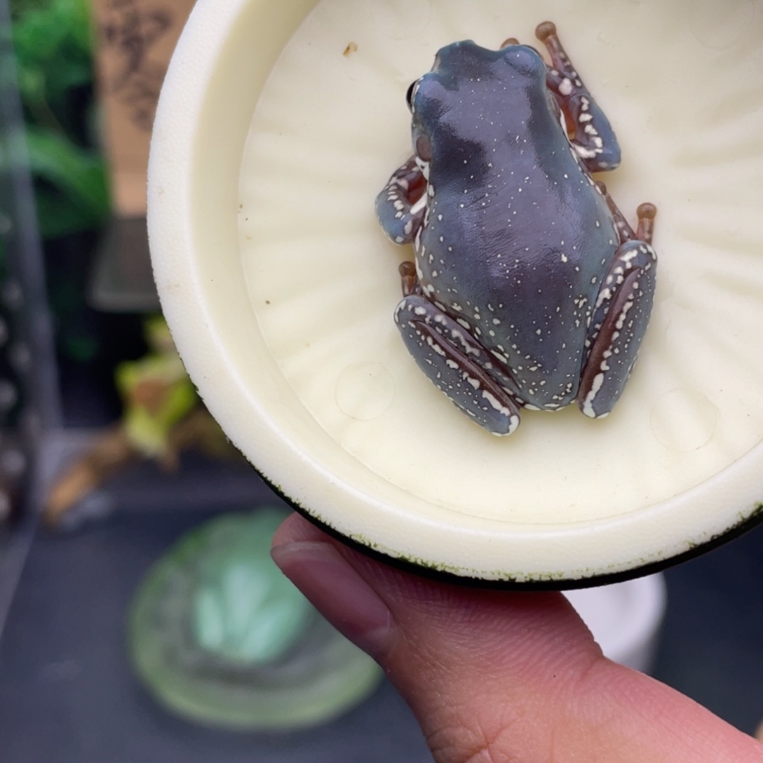 老爷树蛙11号紫蓝金腿