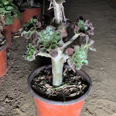 静***静C景多肉植物法师29号v
