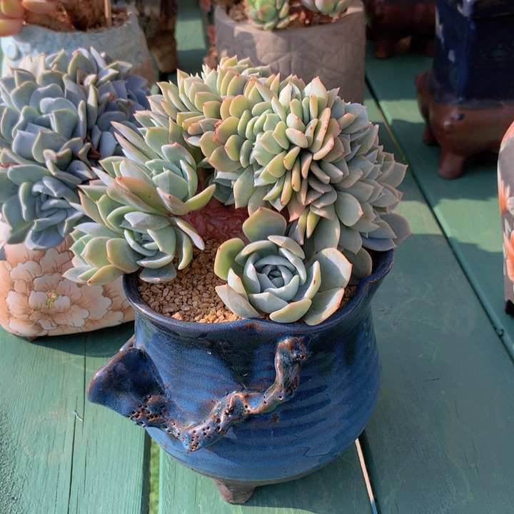 奶茶朵朵缀自然无砍