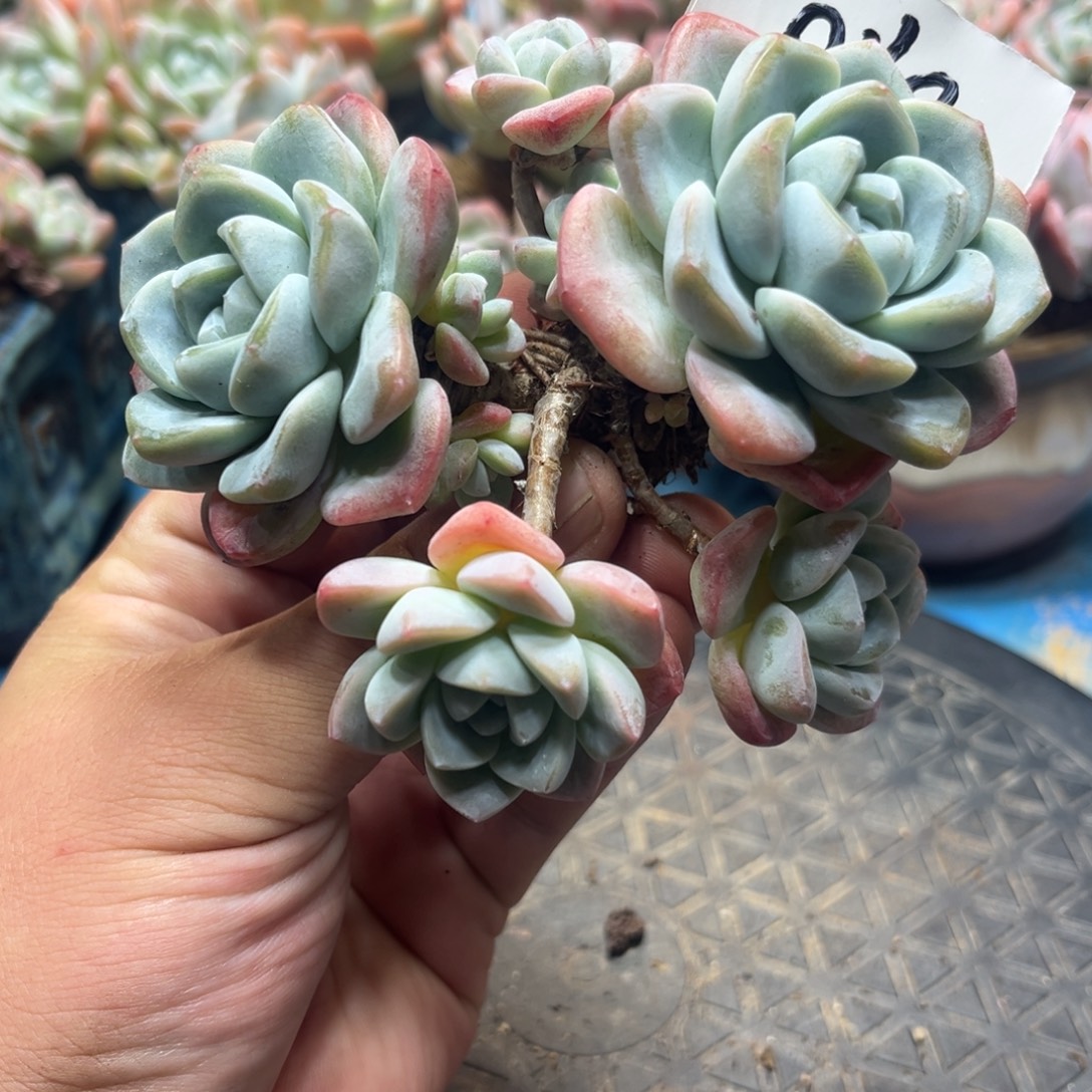 040冰玉老桩飘枝11厘米8头