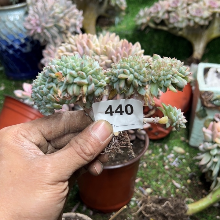 托***斯然的多肉一味一拍440