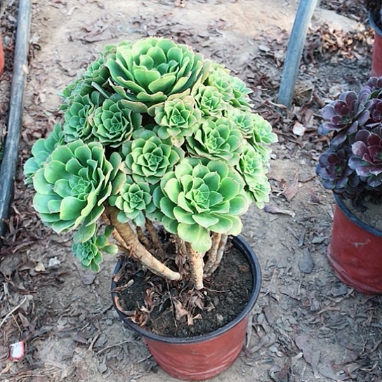 尐****绿玫瑰法师多肉植物45