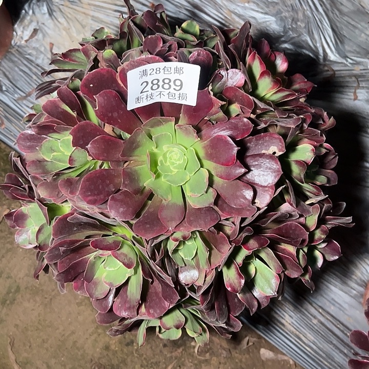 2889幽兰公主多肉植物