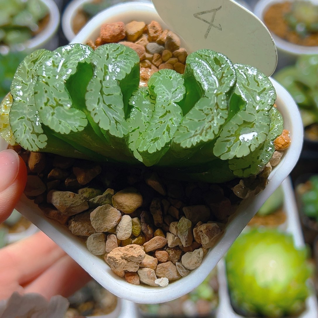 玄武玉扇多肉万象盆玉露1